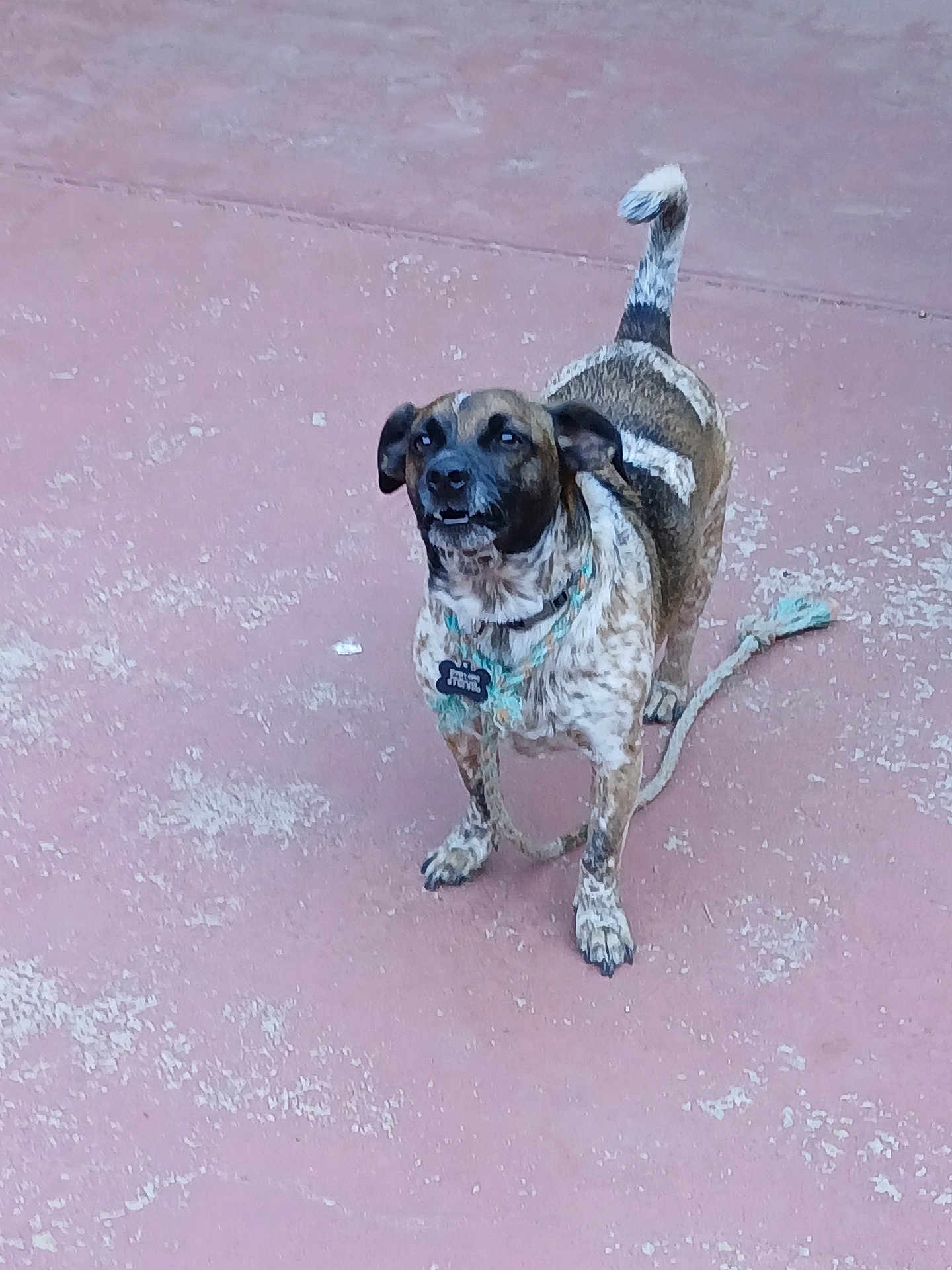 Spanky joined the competition — help win amazing prizes! dog, animal, pet, leash, collar, standing, alert, outdoor, curious, speckled_fur, brown, black, white, ears, tail, pavement, ground, playful, canine, looking_up
