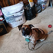 Spanky Oreo Compton is registered to the contest to win money with this photo: attentive, beige_carpet, black_bag, brown, carpet, collar, curious, dog, drawer, indoor, leash, packaged_bed_set, pepsi_bottle, pet, plastic_bag, plastic_container, spotted, toy, white, wooden_furniture