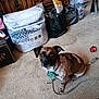 attentive, beige_carpet, black_bag, brown, carpet, collar, curious, dog, drawer, indoor, leash, packaged_bed_set, pepsi_bottle, pet, plastic_bag, plastic_container, spotted, toy, white, wooden_furniture