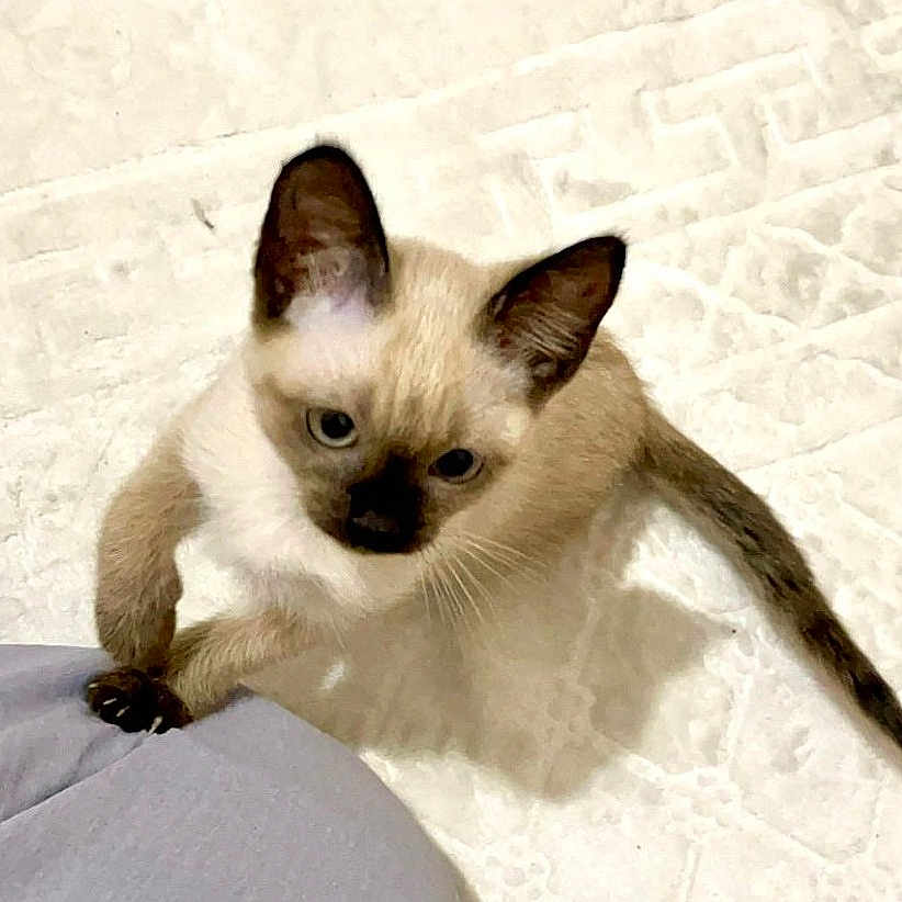 Missou