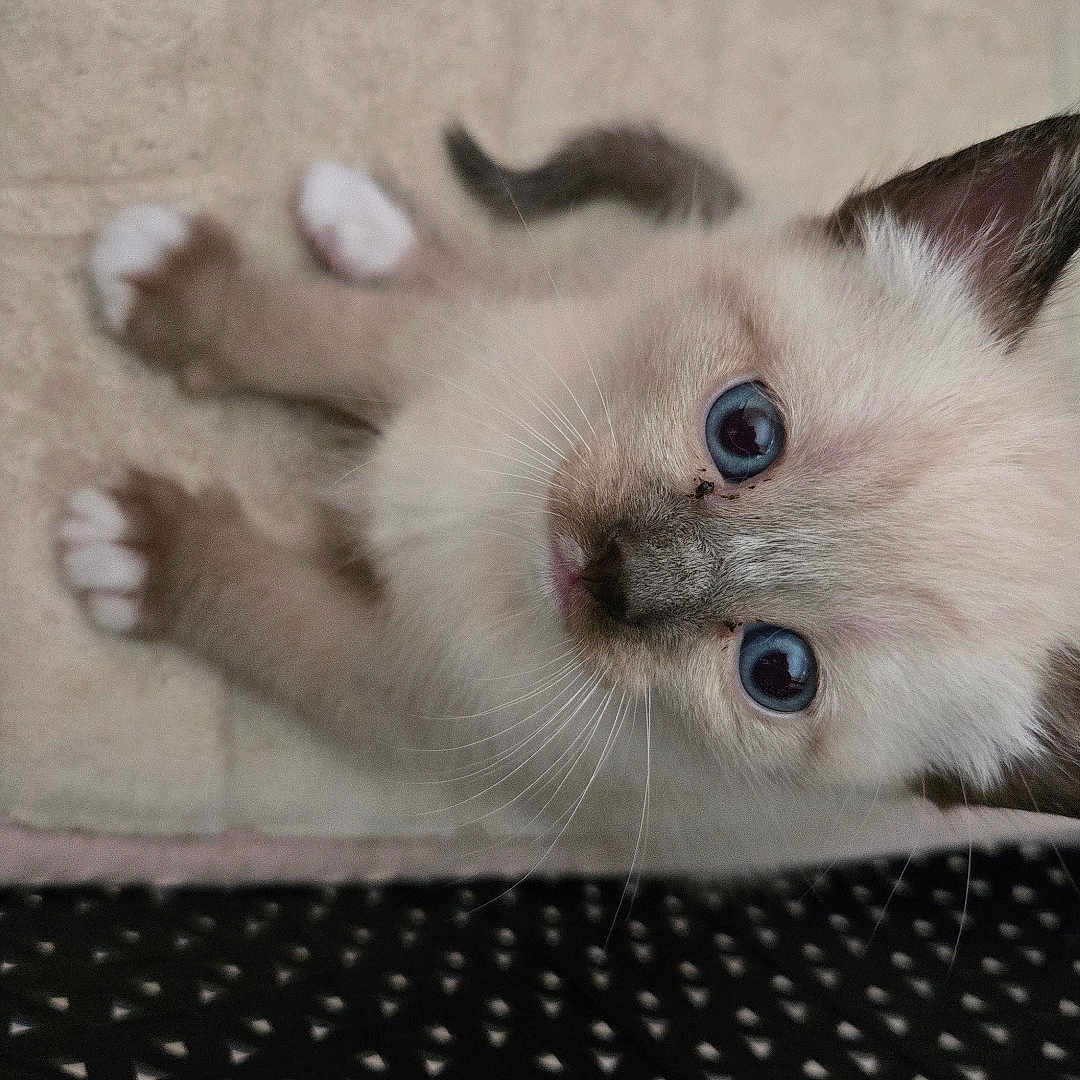 Bella