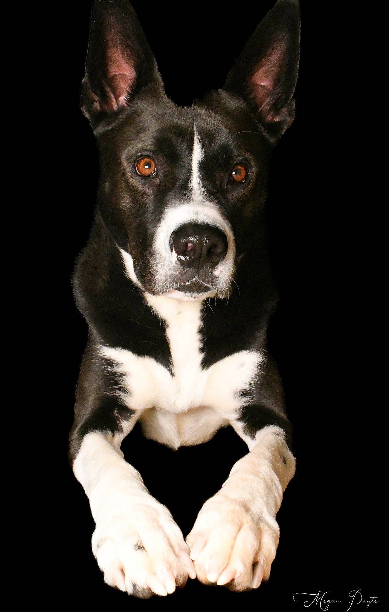 Rocko is registered to the contest to win money with this photo: bicycle, canidae, carnivore, companion_dog, darkness, dog, dog_breed, flash_photography, fur, monochrome_photography, non_sporting_group, snout, sporting_group, terrestrial_animal, whiskers, working_animal, working_dog