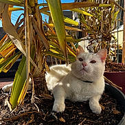 Flocon participe au concours pour gagner de l'argent avec cette photo : backyard, cat, close_up, collar, ears, feline, leaves, mulch, nose, outdoor, plant, portrait, pot, potted_plant, relaxed, shadow, soil, sunlight, whiskers, white_cat