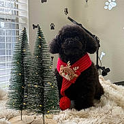 Milly joined the competition — help win amazing prizes! dog, black_dog, scarf, red_scarf, reindeer_decoration, christmas_tree, mini_christmas_tree, holiday, festive, cozy, furry_blanket, indoor, window, paw_print, wall_decor, lights, pet, cute, decor, christmas