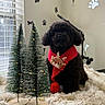 dog, black_dog, scarf, red_scarf, reindeer_decoration, christmas_tree, mini_christmas_tree, holiday, festive, cozy, furry_blanket, indoor, window, paw_print, wall_decor, lights, pet, cute, decor, christmas