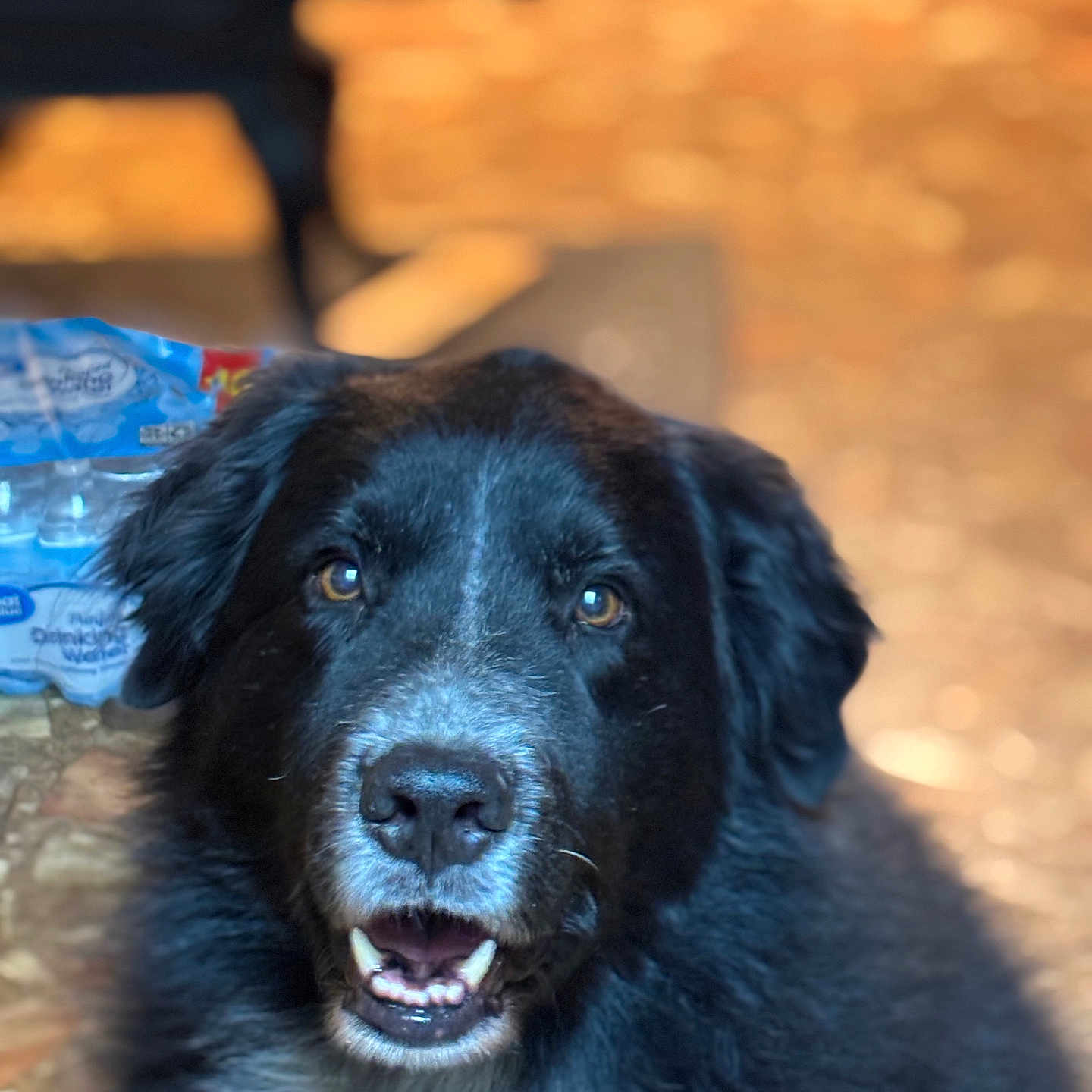 Zeke
