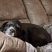 Zeke joined the competition — help win amazing prizes! dog, black_dog, sleeping, couch, leather_couch, living_room, blanket, pet, resting, cozy, indoor, fur, canine, relaxation, comfort, home, animal, snout, ears, nap