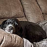 animal, black_dog, blanket, canine, comfort, couch, cozy, dog, ears, fur, home, indoor, leather_couch, living_room, nap, pet, relaxation, resting, sleeping, snout