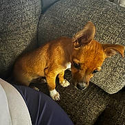 Rusty is registered to the contest to win money with this photo: animal, brown, clothing, companion, couch, cozy, dog, home, indoor, looking_down, pants, person, pet, puppy, shirt, sitting, small_dog, sofa, texture, white_paws