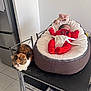 baby, cat, baby_seat, table, red_clothing, indoor, floor_tiles, furniture, refrigerator, white_wall, cute, pet, resting, cozy, fur, domestic_animal, sleeping_baby, expression, small_animal, household