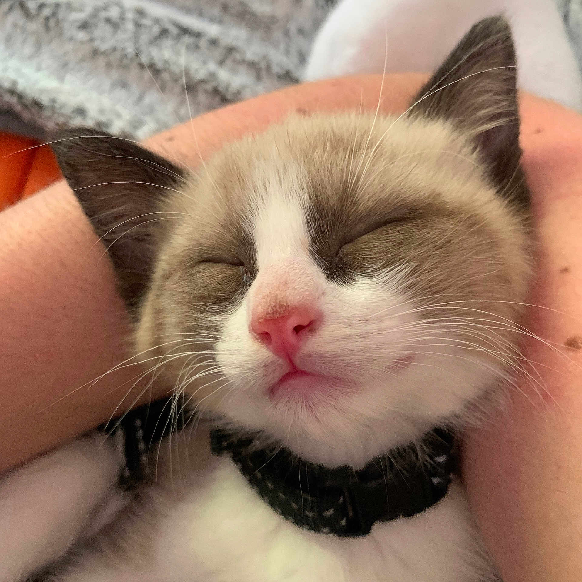 Pops participe au concours pour gagner de l'argent avec cette photo : kitten, cat, sleeping, close_up, pink_nose, fur, pet, animal, domestic_cat, resting, cute, whiskers, collar, adorable, face, comfort, human_arm, soft, young, peaceful