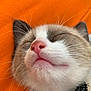 Pops a rejoint le concours — aidez-le/la à gagner de superbes lots ! cat, sleeping, close_up, pink_nose, whiskers, fur, orange_background, relaxed, pet, animal, mammal, cute, soft, face, resting, cozy, domestic_cat, feline, whisker_detail, snout