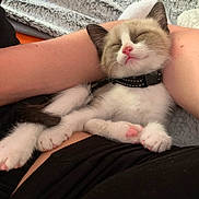 Pops a rejoint le concours — aidez-le/la à gagner de superbes lots ! kitten, cat, sleeping, pet, animal, feline, cute, collar, pink_nose, paws, furry, resting, cozy, indoors, person, arm, black_clothing, blanket, comfort, nap