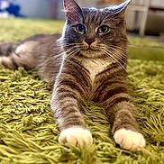 Lacy joined the competition — help win amazing prizes! cat, tabby, gray_cat, green_eyes, whiskers, paws, stretching, indoor, rug, carpet, feline, pet, animal, closeup, portrait, lying_down, home, cozy, soft_focus, fur