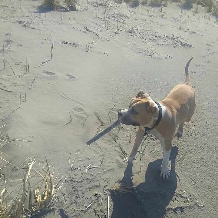 Tyson joined the competition — help win amazing prizes! animal, ball, beach, canine, coast, dog, hound, nature, outdoors, pet, plant, puppy, sand, sea, shoreline, soil, sport, tennis, vegetation, water