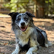 Milo joined the competition — help win amazing prizes! dog, outdoor, grass, happy, pet, canine, nature, animal, lying_down, ears, tongue, fur, smiling, collar, sunlight, leaf, ground, forest, portrait, friendly