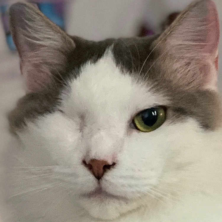 Champ joined the competition — help win amazing prizes! cat, one-eyed, close-up, pet, feline, white_fur, gray_fur, animal, portrait, indoor, resting, calm, cute, domestic_cat, whiskers, ears, face, soft_background, blue_fabric, fur