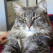 Daisy joined the competition — help win amazing prizes! cat, tabby_cat, gray_fur, yellow_eyes, whiskers, indoor, feline, close_up, portrait, fluffy, relaxed, animal, pet, mammal, cute, soft_fur, domestic_cat, resting, face, focus