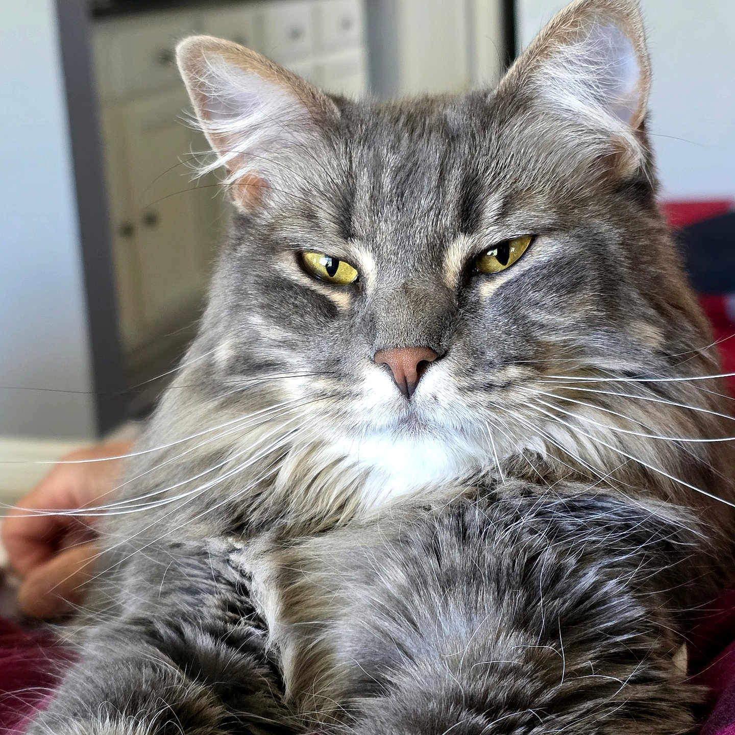Daisy joined the competition — help win amazing prizes! cat, tabby_cat, gray_fur, yellow_eyes, whiskers, indoor, feline, close_up, portrait, fluffy, relaxed, animal, pet, mammal, cute, soft_fur, domestic_cat, resting, face, focus