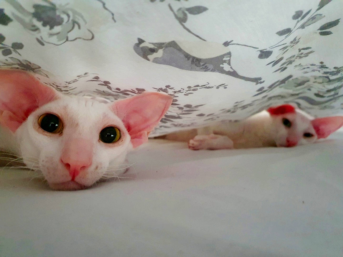 Gabe joined the competition — help win amazing prizes! animal_figure, carnivore, cat, comfort, creative_arts, domestic_short_haired_cat, fawn, felidae, fur, linens, livestock, paw, rodent, small_to_medium_sized_cats, snout, tail, terrestrial_animal, toy, whiskers, white