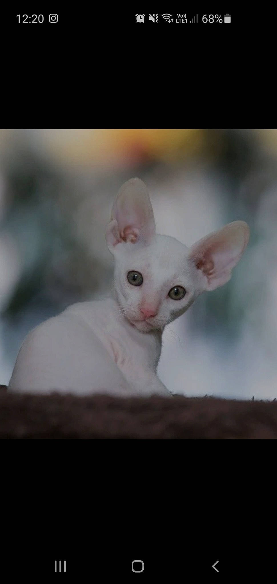 Gabe joined the competition — help win amazing prizes! carnivore, cat, donskoy, ear, eye, fawn, felidae, fur, paw, small_to_medium_sized_cats, tail, terrestrial_animal, whiskers