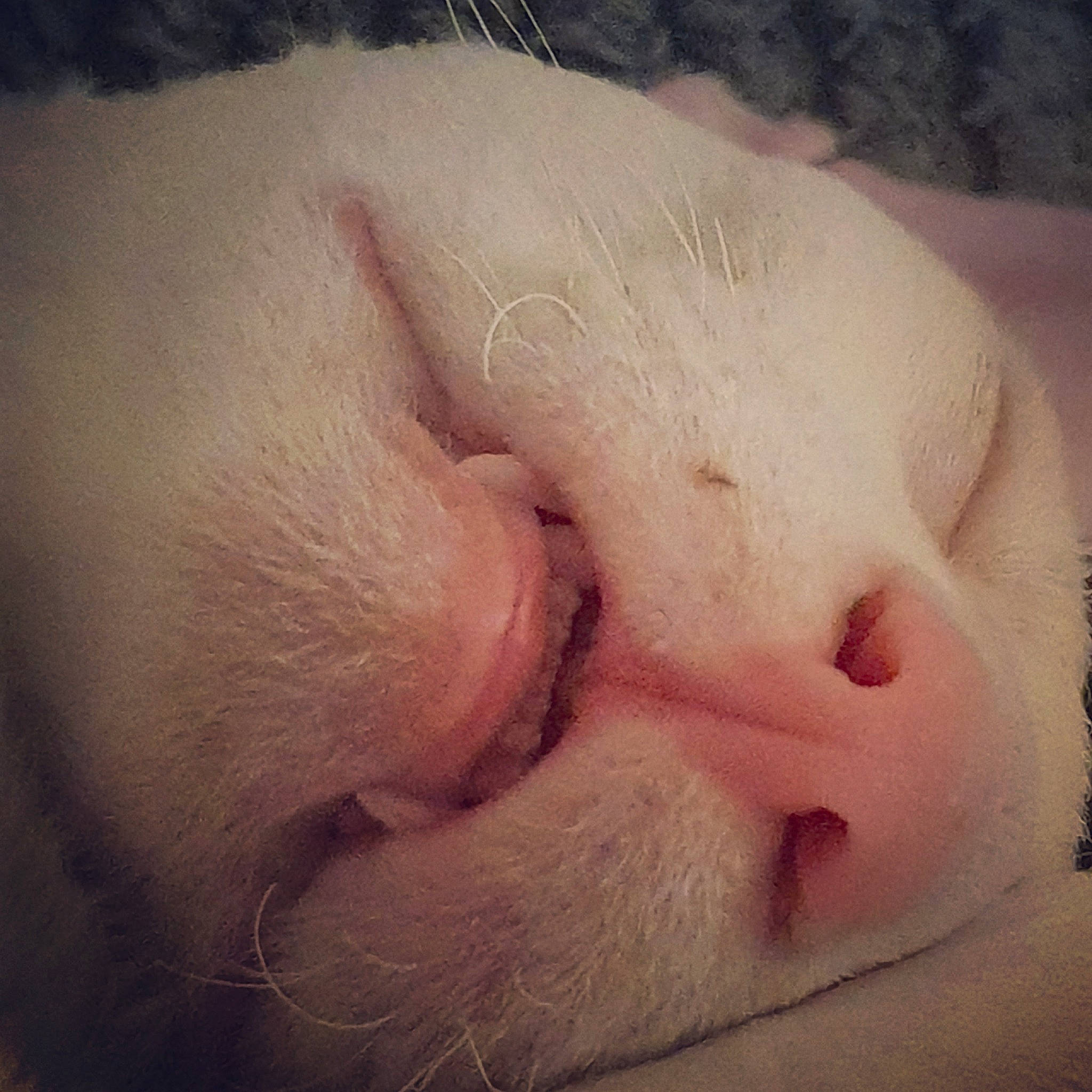 Gabe joined the competition — help win amazing prizes! beard, close_up, cloud, domestic_pig, eye, eyelash, face, facial_hair, fawn, felidae, foot, fur, head, ingredient, meteorological_phenomenon, nail, paw, suidae, whiskers, wrinkle