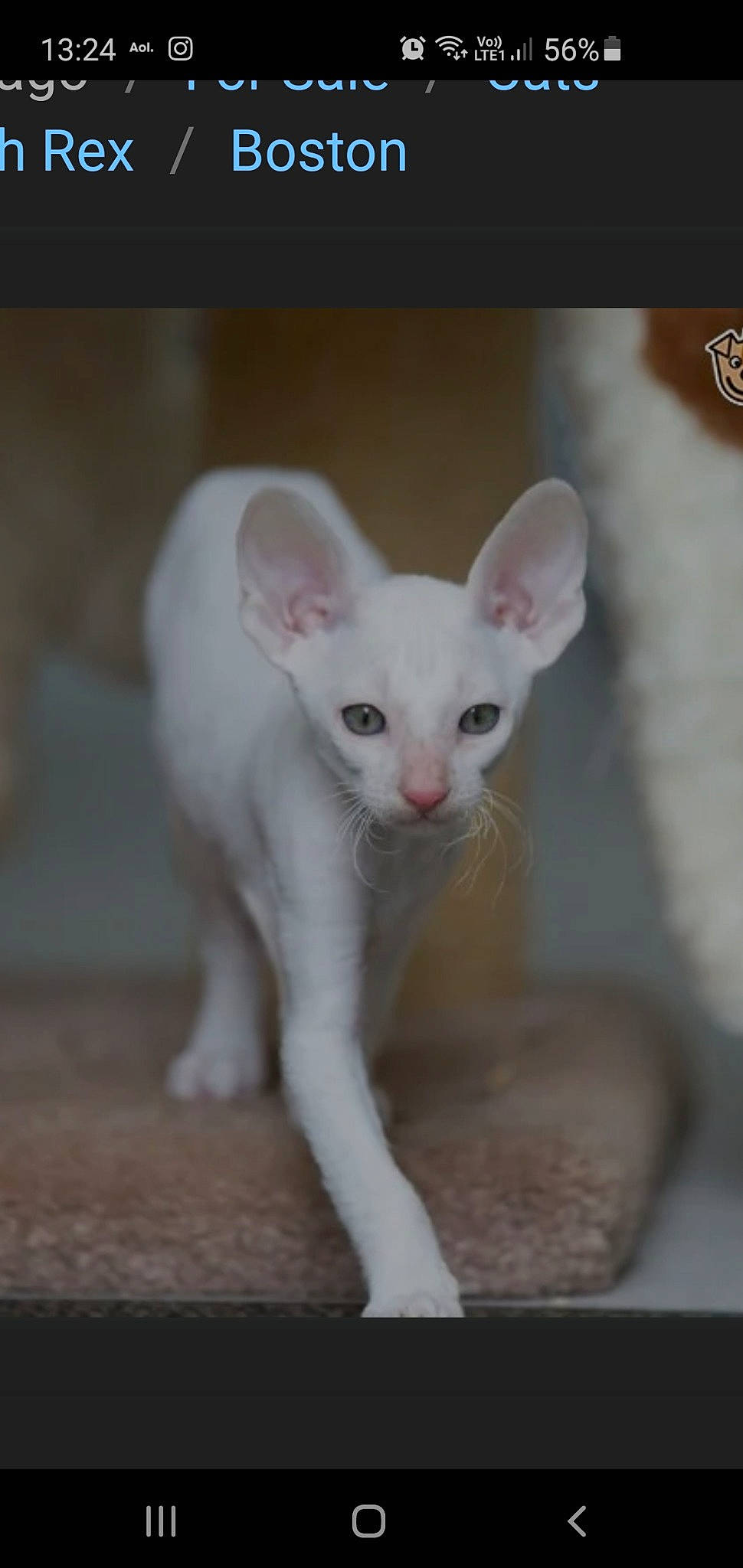 Castiel is registered to the contest to win money with this photo: carnivore, cat, comfort, domestic_short_haired_cat, ear, fawn, felidae, fur, paw, small_to_medium_sized_cats, snout, tail, terrestrial_animal, whiskers