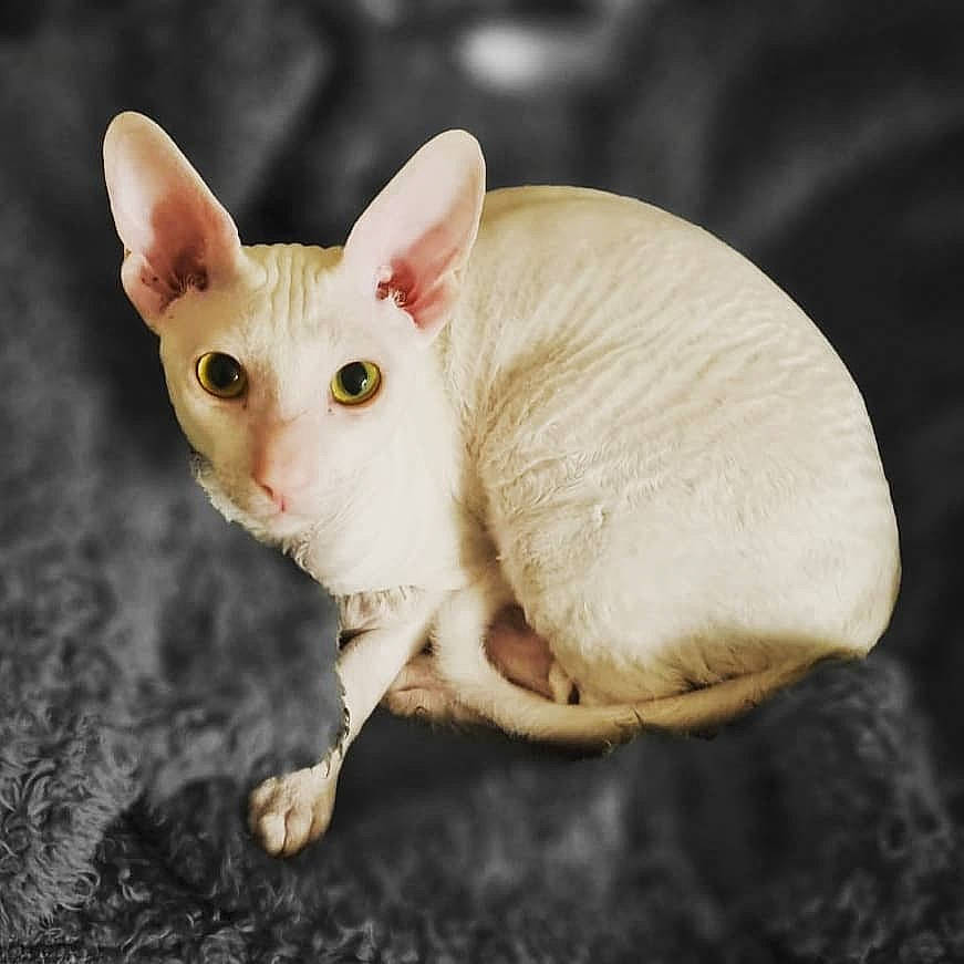 Castiel joined the competition — help win amazing prizes! carnivore, cat, eye, fawn, felidae, fur, paw, small_to_medium_sized_cats, snout, tail, terrestrial_animal, whiskers