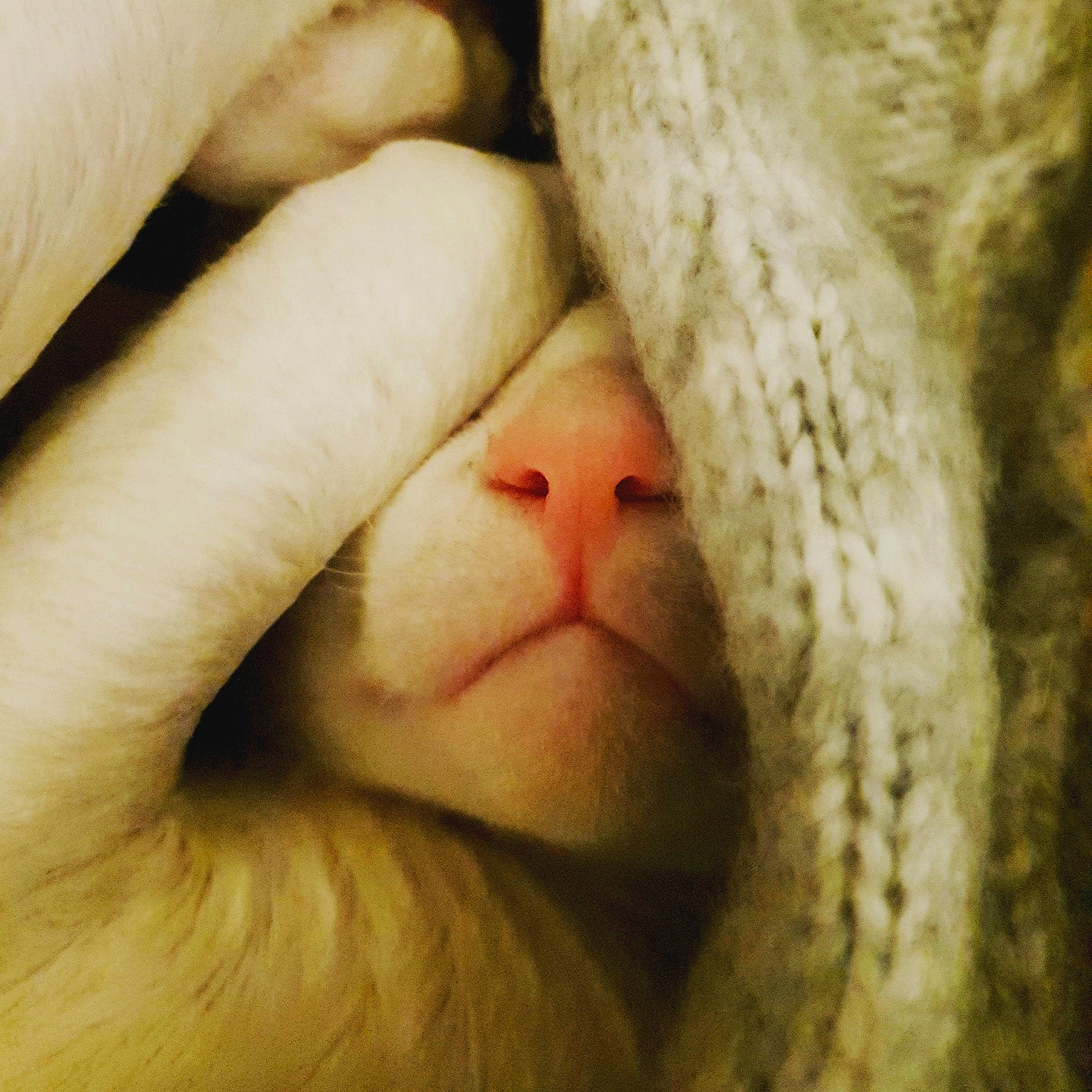 Castiel is registered to the contest to win money with this photo: canidae, child, claw, comfort, fawn, felidae, flesh, fur, linens, livestock, nail, nap, paw, sleep, small_to_medium_sized_cats, snout, terrestrial_animal, whiskers, wildlife, wool