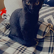 Beans is registered to the contest to win money with this photo: black_cat, cat, pet, feline, animal, indoor, blanket, plaid, pattern, chair, cozy, curious, ears, fur, whiskers, sitting, looking, eyes, domestic, cute