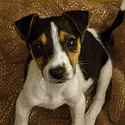 Cookie a rejoint le concours — aidez-le/la à gagner de superbes lots ! puppy, dog, pet, animal, portrait, sitting, black_and_white, brown_markings, floppy_ears, white_chest, short_hair, cute, alert, indoors, blanket, couch, wood_paneling, close_up, front_view, companion_animal