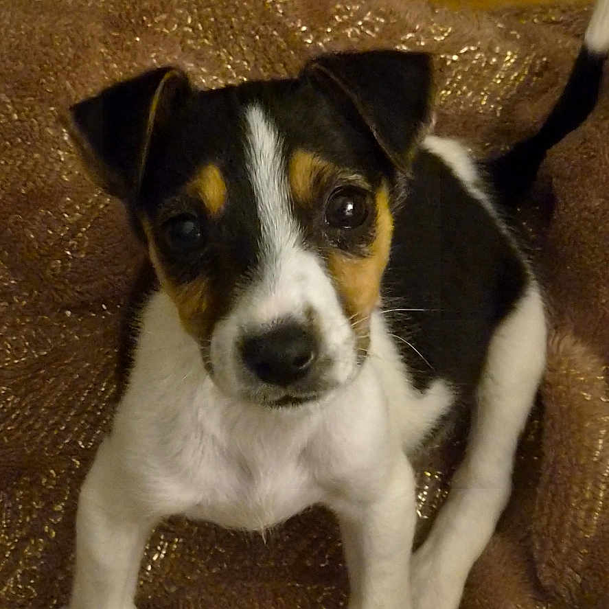 Cookie a rejoint le concours — aidez-le/la à gagner de superbes lots ! puppy, dog, pet, animal, portrait, sitting, black_and_white, brown_markings, floppy_ears, white_chest, short_hair, cute, alert, indoors, blanket, couch, wood_paneling, close_up, front_view, companion_animal
