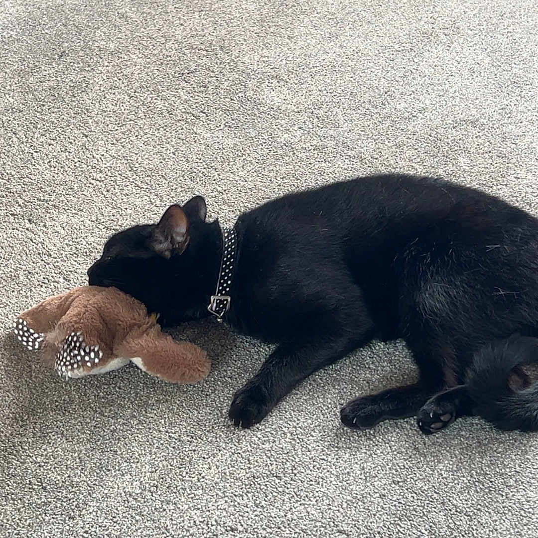 Gizmo joined the competition — help win amazing prizes! animal, black_cat, carpet, cat, collar, cozy, cuddling, cute, domestic_animal, feline, home, indoor, laying_down, mammal, pet, plush_toy, quiet, relaxed, resting, stuffed_animal