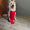 animal, canine, costume, dog, fluffy, happy, indoor, open_mouth, patriotic, pet, photography, portrait, red_white_blue, sitting, smiling, tiled_floor, tongue, upright_ears, white_dog, wooden_wall