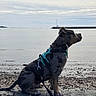 Bloom a rejoint le concours — aidez-le/la à gagner de superbes lots ! dog, beach, sand, water, sky, cloudy, harness, leash, sitting, calm, sea, boat, dock, outdoor, pet, animal, shoreline, nature, daytime, quiet