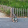 Bloom participe au concours pour gagner de l'argent avec cette photo : animal, brindle, calm, canine, daytime, dog, greenery, harness, leaves, nature, outdoor, pavement, pet, plants, quiet, resting, sidewalk, sunlight, tree_trunk, wooden_fence