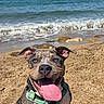 Bloom participe au concours pour gagner de l'argent avec cette photo : animal, beach, canine, clouds, dog, happy, harness, nature, ocean, outdoor, pet, playful, sand, sky, smiling, summer, sunny, tongue_out, water, waves