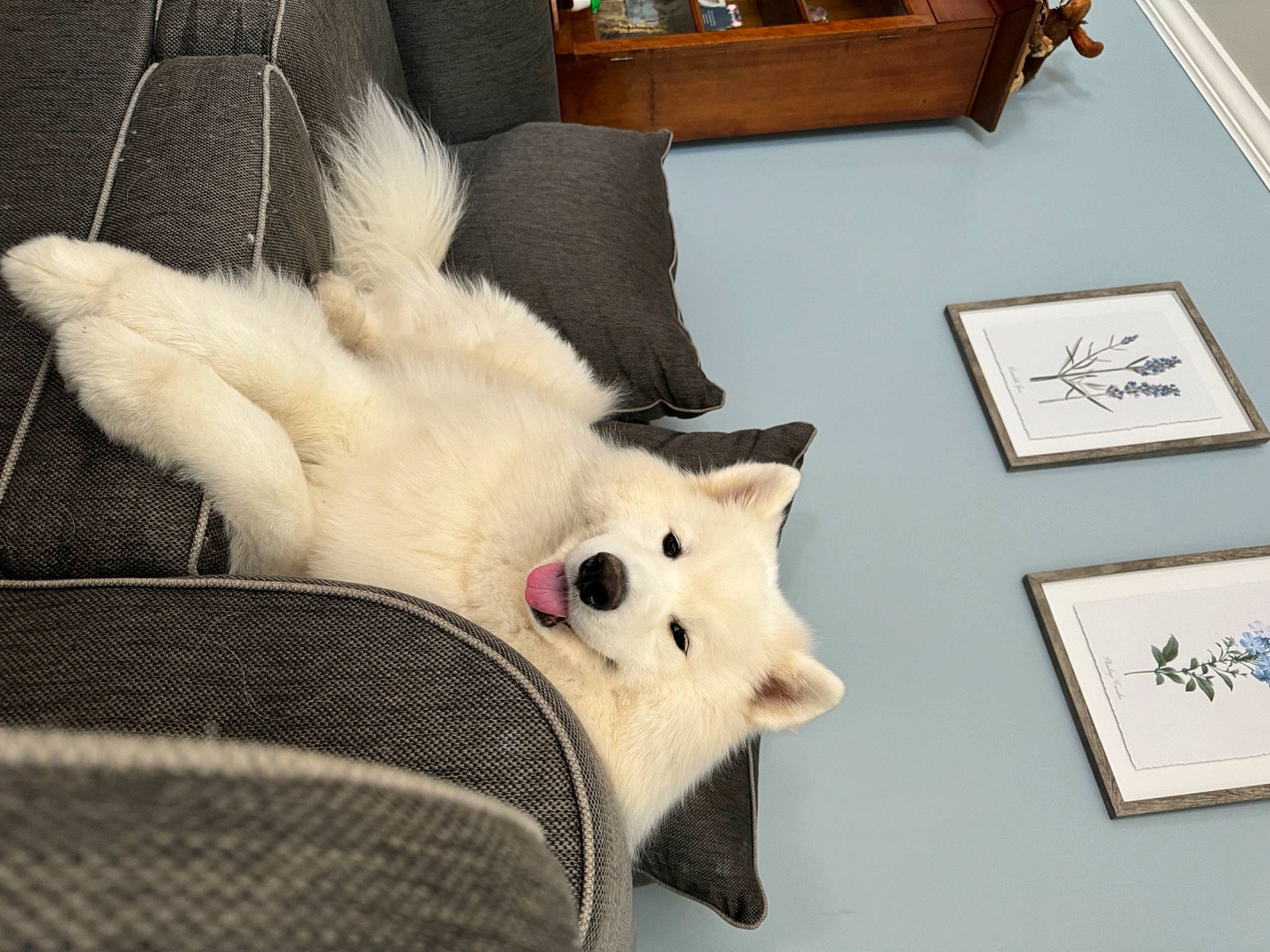 Birdee joined the competition — help win amazing prizes! carmine, comfort, companion_dog, couch, dog_breed, felidae, flooring, fur, pattern, picture_frame, plush, rabbits_and_hares, room, small_to_medium_sized_cats, snout, stuffed_toy, tail, whiskers, wood, wool