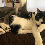 Bandit is registered to the contest to win money with this photo: cat, sleeping, snuggling, cozy, couch, feline, pet, fur, indoor, relaxing, cute, companionship, black_and_white_cat, gray_cat, paw, whiskers, closeup, domestic, resting, animal