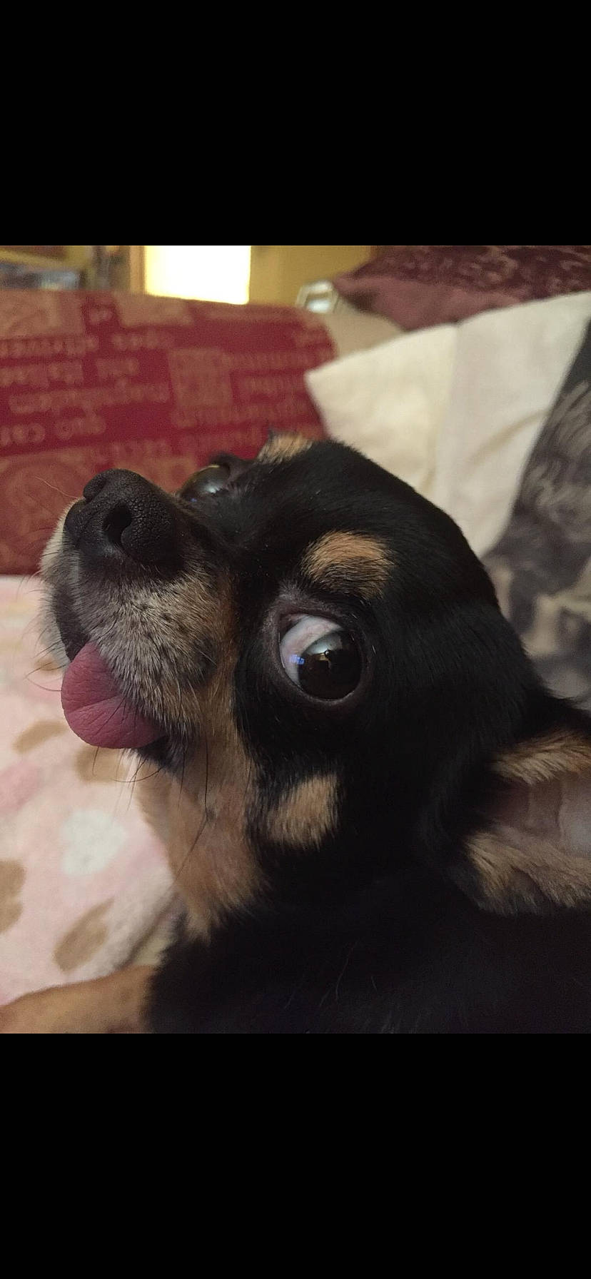 Willy is registered to the contest to win money with this photo: canidae, carnivore, comfort, companion_dog, dog, dog_breed, ear, eye, fawn, fur, guard_dog, liver, mammal, paw, puppy_love, snout, sporting_group, toy_dog, whiskers, working_animal