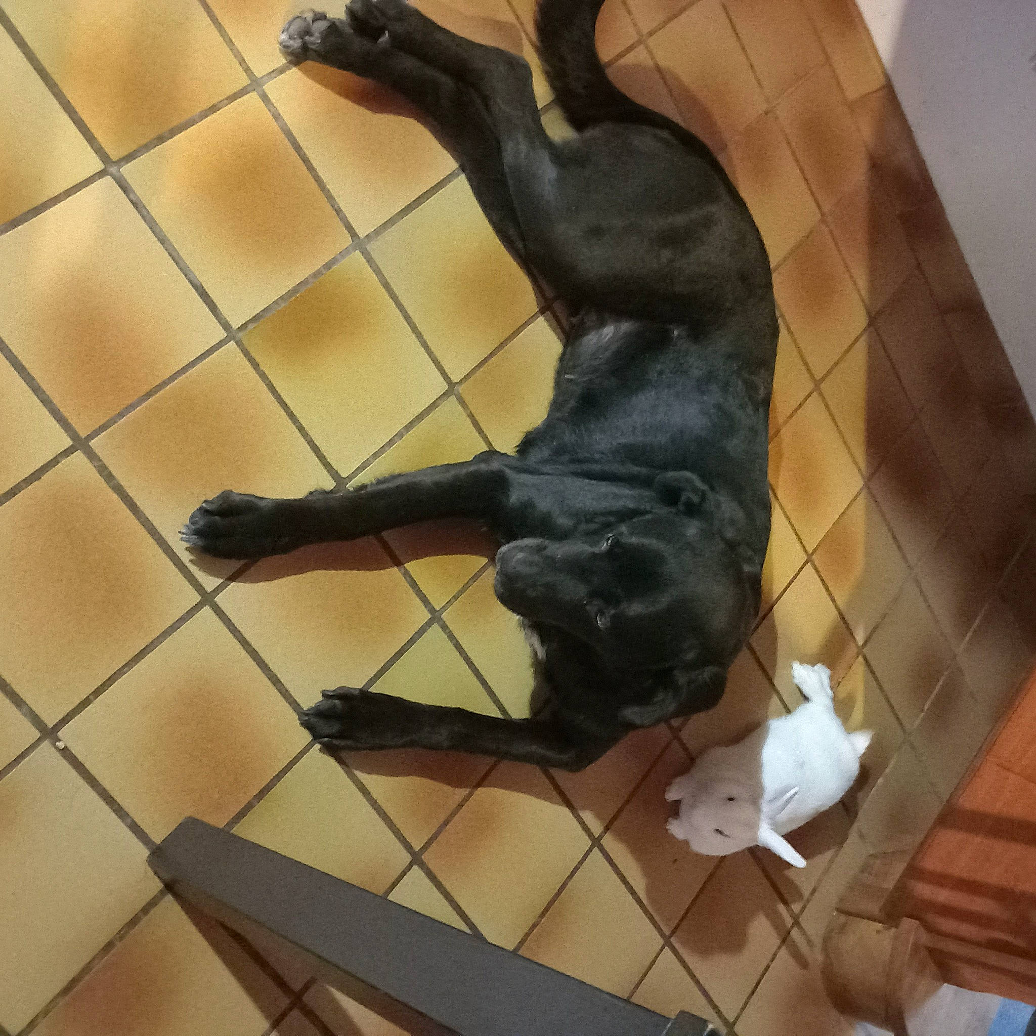 Aria a rejoint le concours — aidez-le/la à gagner de superbes lots ! canidae, carnivore, companion_dog, dog, dog_breed, fawn, felidae, floor, flooring, fur, guard_dog, hardwood, pet_supply, shadow, snout, sporting_group, tail, tile, wood, working_animal