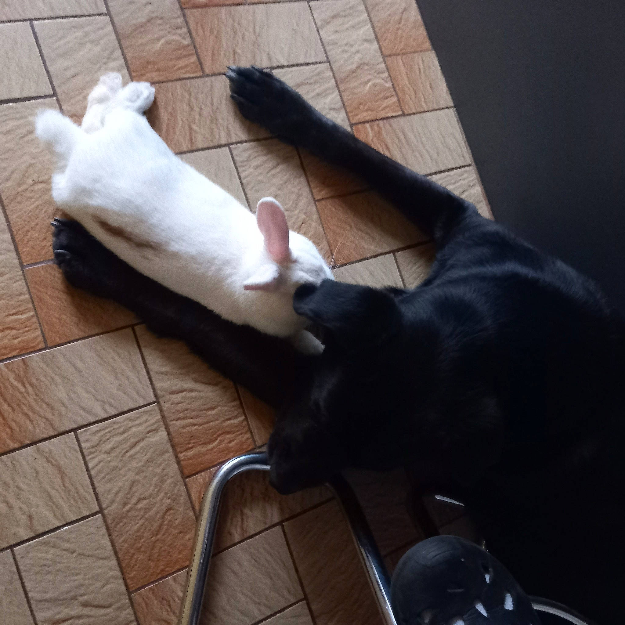 Aria participe au concours pour gagner de l'argent avec cette photo : carnivore, cat, chair, cloud, comfort, companion_dog, dog_breed, domestic_short_haired_cat, felidae, floor, flooring, fur, hardwood, human_leg, lap, paw, small_to_medium_sized_cats, tail, whiskers, wood