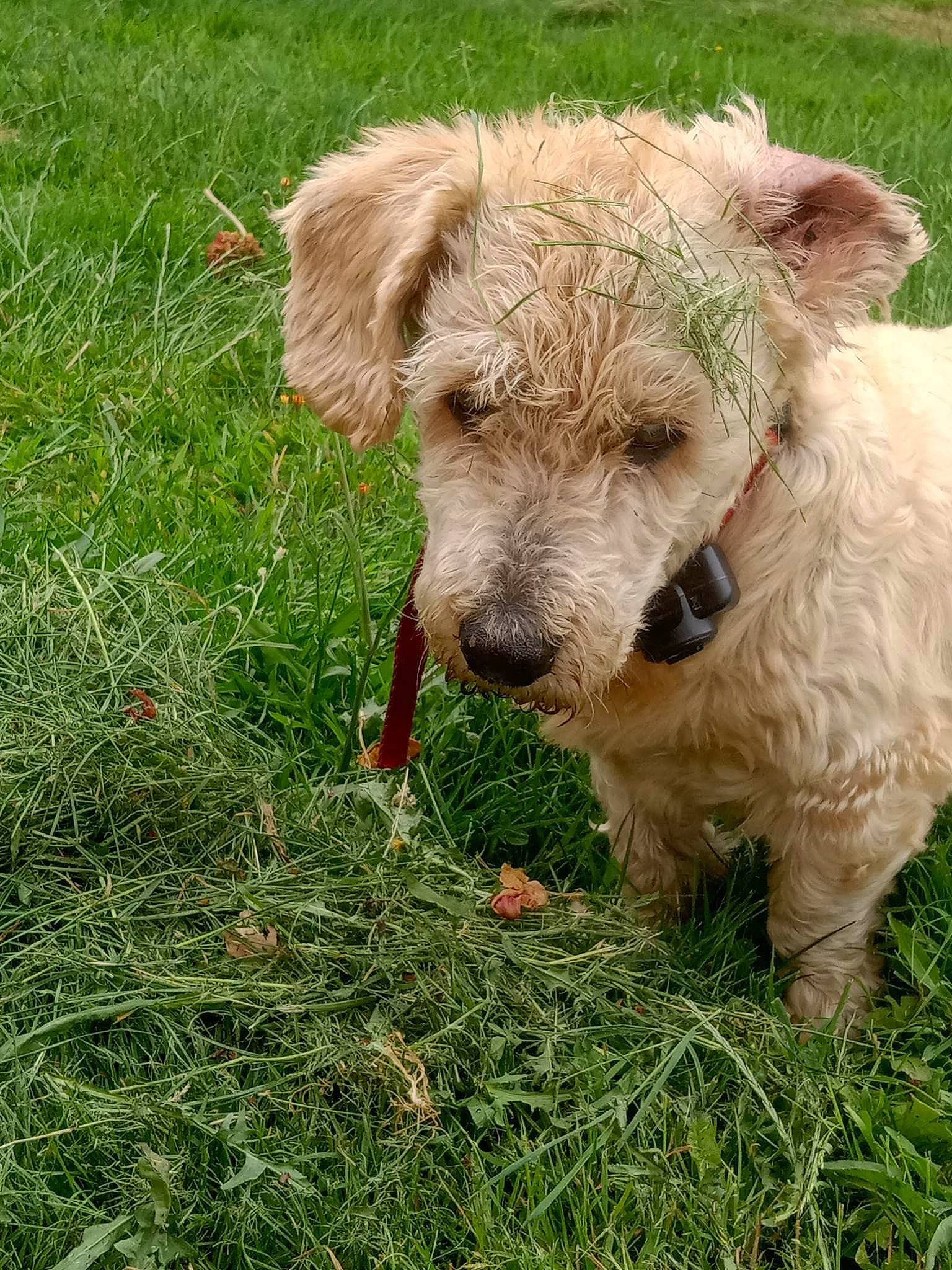 Momo a rejoint le concours — aidez-le/la à gagner de superbes lots ! companion_dog, dog_breed, fawn, field, fur, goats, grass, grassland, grazing, groundcover, livestock, meadow, pasture, plant, prairie, sheep, terrestrial_animal, terrier, working_animal
