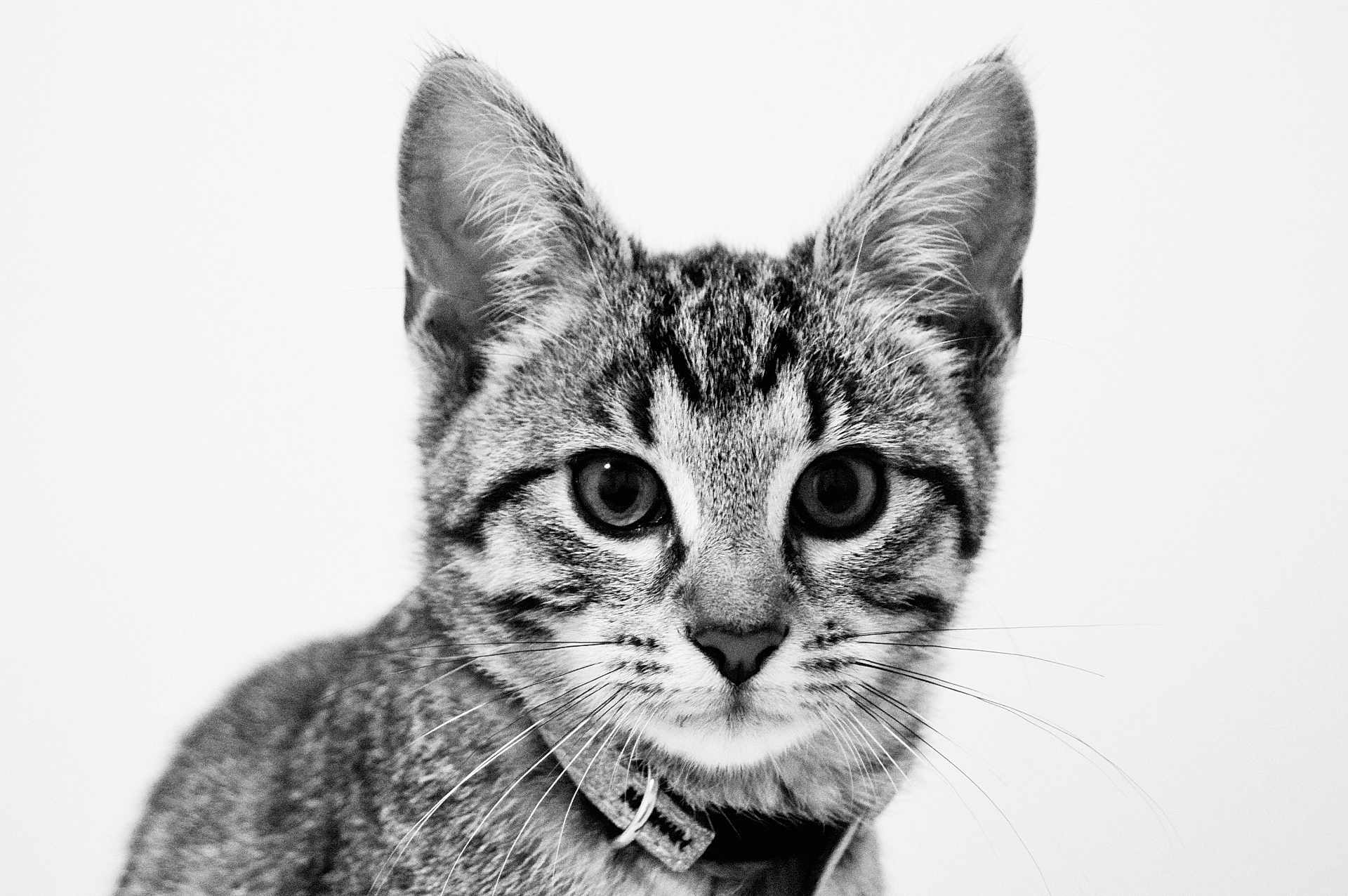 Boo participe au concours pour gagner de l'argent avec cette photo : cat, tabby_cat, whiskers, ears, close_up, portrait, black_and_white, fur, collar, pet, large_eyes, gaze, domestic_cat, cute, face, muzzle, stripes, studio_background, young_cat, animal