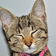 Boo participe au concours pour gagner de l'argent avec cette photo : cat, tabby_cat, close_up, portrait, whiskers, ears, nose, eyes_closed, collar, pink_collar, pet, domestic_cat, fur, muzzle, indoor, wall_background, sleepy, cute, macro, facial_expression
