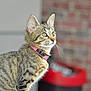 cat, tabby_cat, kitten, pet, collar, pink_collar, whiskers, portrait, indoor, brick_wall, shallow_depth_of_field, curious, feline, sitting, fur, close_up, domestic_animal, animal_face, ears, eyes