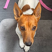 Smoothie participe au concours pour gagner de l'argent avec cette photo : dog, pet, brown_and_white, ears, carpet, indoor, floor, backpack, pink, looking_up, cute, animal, fur, paw, nose, eyes, small_dog, domestic, companion, waiting