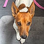 dog, pet, brown_and_white, ears, carpet, indoor, floor, backpack, pink, looking_up, cute, animal, fur, paw, nose, eyes, small_dog, domestic, companion, waiting