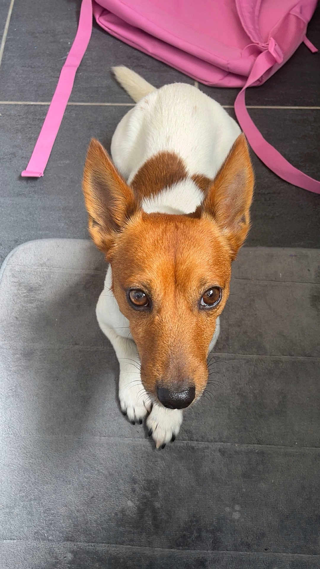 Smoothie participe au concours pour gagner de l'argent avec cette photo : dog, pet, brown_and_white, ears, carpet, indoor, floor, backpack, pink, looking_up, cute, animal, fur, paw, nose, eyes, small_dog, domestic, companion, waiting