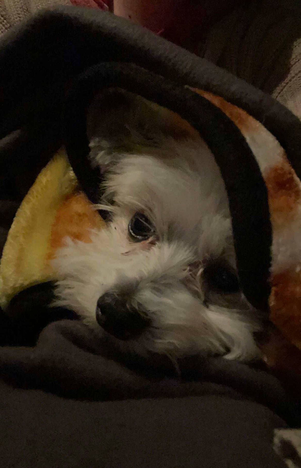 Cleo joined the competition — help win amazing prizes! biewer_terrier, canidae, carnivore, chair, comfort, companion_dog, dog, dog_breed, fur, maltepoo, nap, non_sporting_group, puppy_love, shih_poo, small_terrier, snout, sporting_group, terrier, toy_dog, working_animal